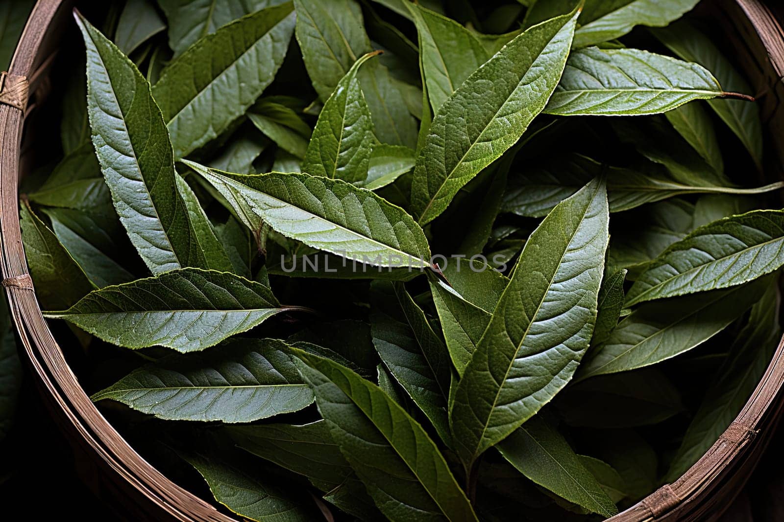 Tea leaves close-up, background with tea leaves