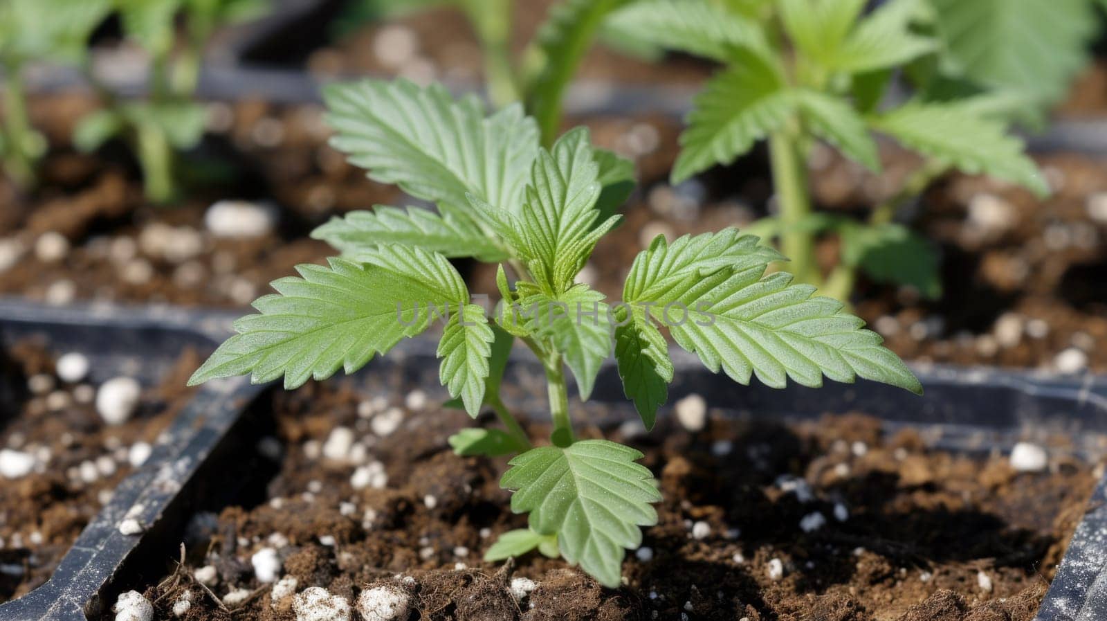 A close up of a small plant growing in dirt with other plants