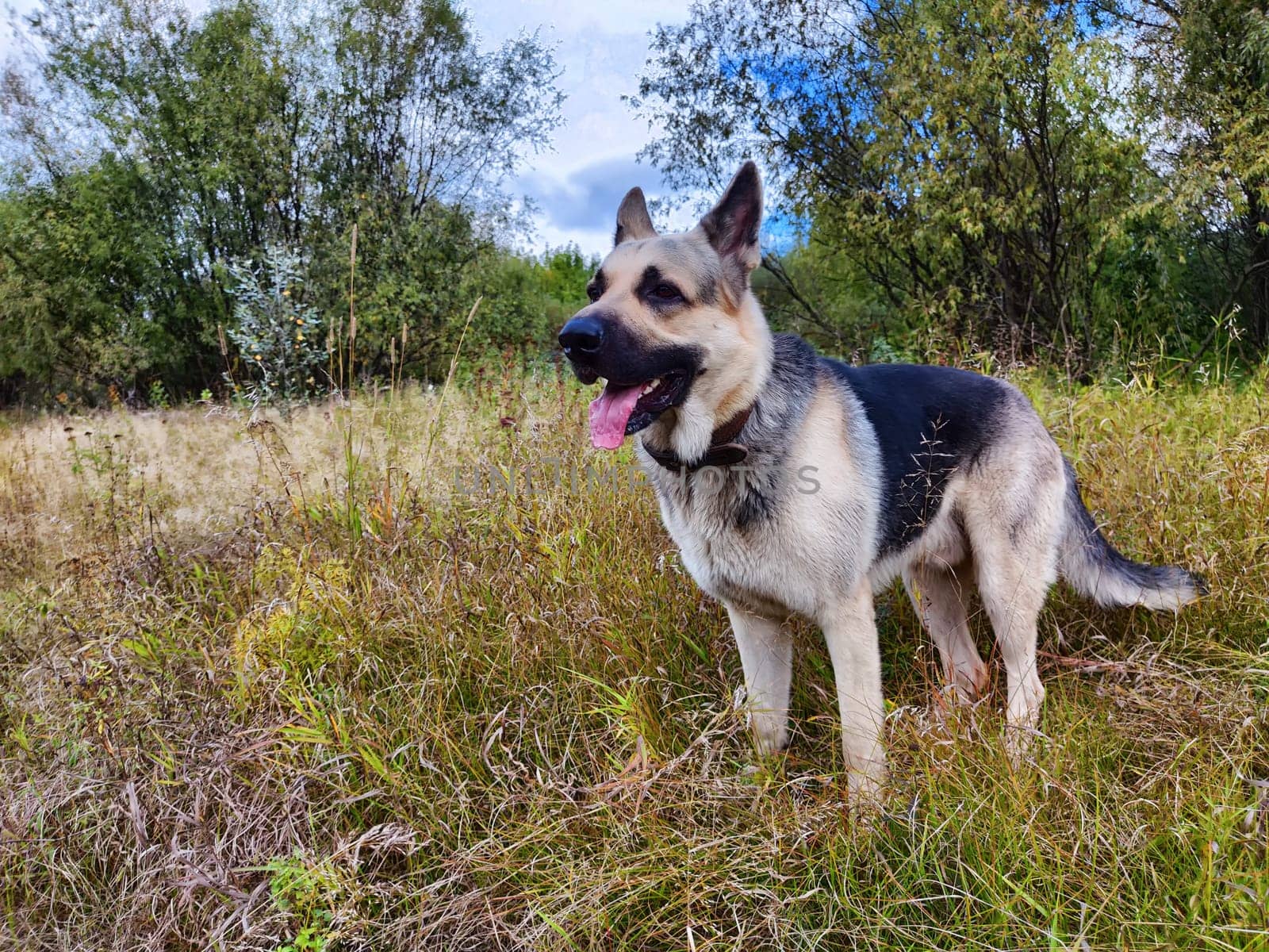 Big dog German Shepherd in a field with green and yellow grass in summer or autumn season. Russian eastern European dog veo walk on nature