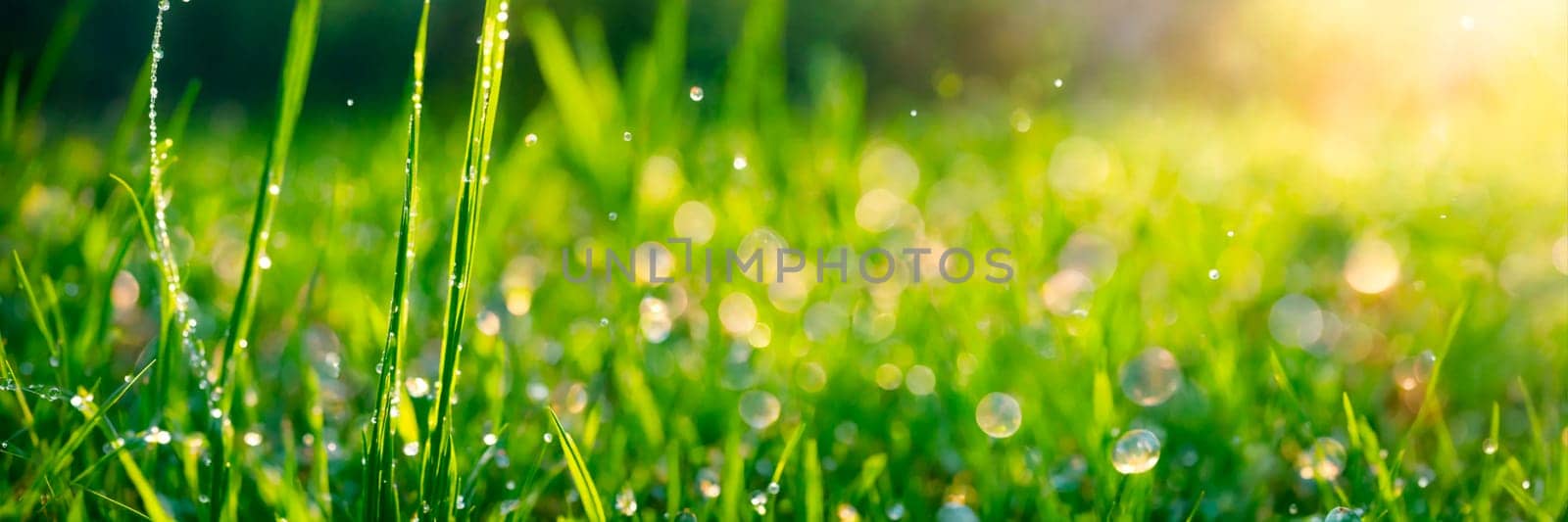 dew on the grass rays of the sun. Selective focus. by yanadjana