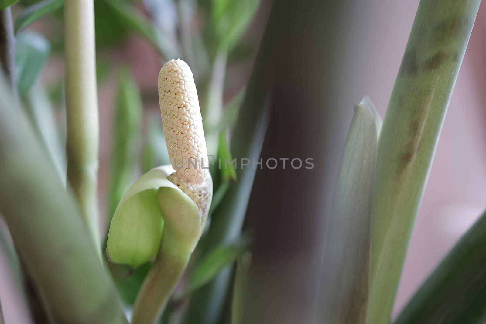 Blooming inflorescence of the house plant Zamioculcas. Flowering Zamioculcas at home, in a pot by Proxima13