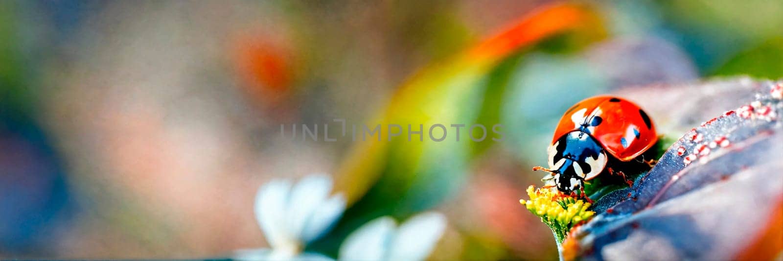 ladybug on the grass close-up. Selective focus. nature.