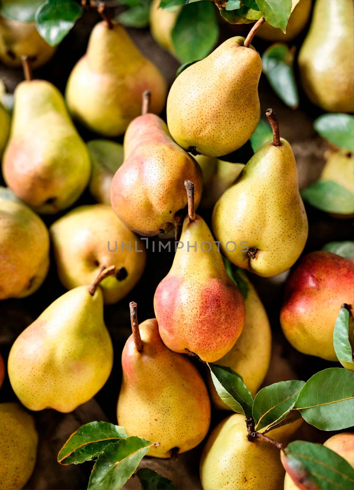 pear harvest close-up on the table. Selective focus. by yanadjana