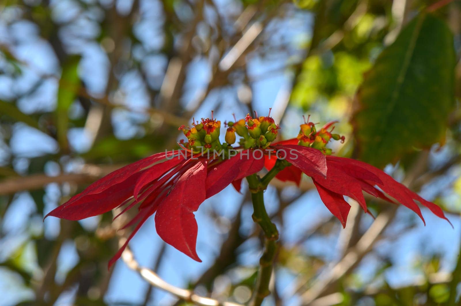 red tropical flowers bloom on the street in cyprus