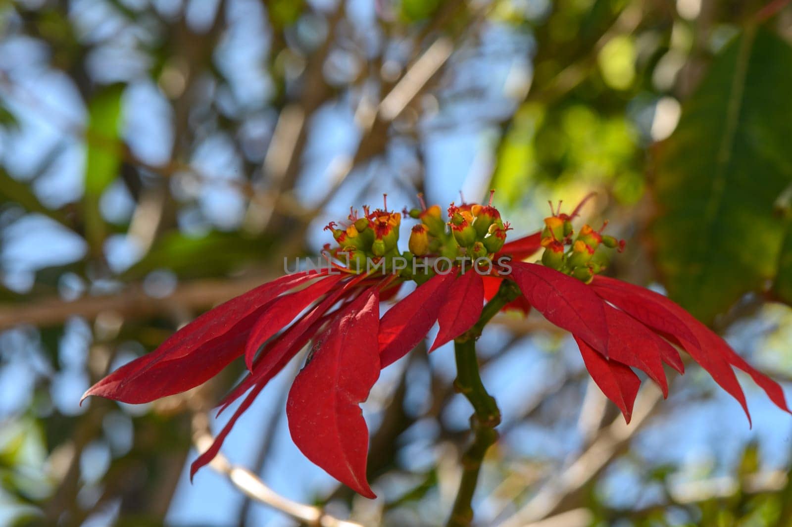 red tropical flowers bloom on the street in cyprus 1