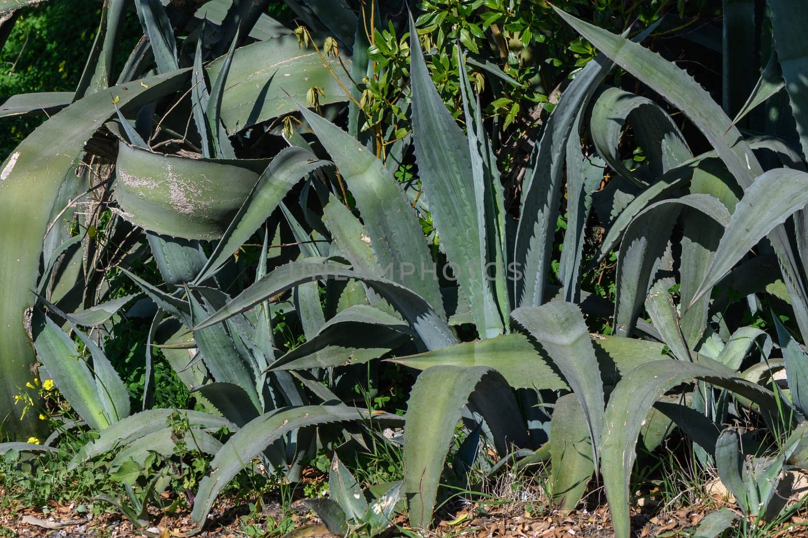 aloe bush growing on the street in Cyprus