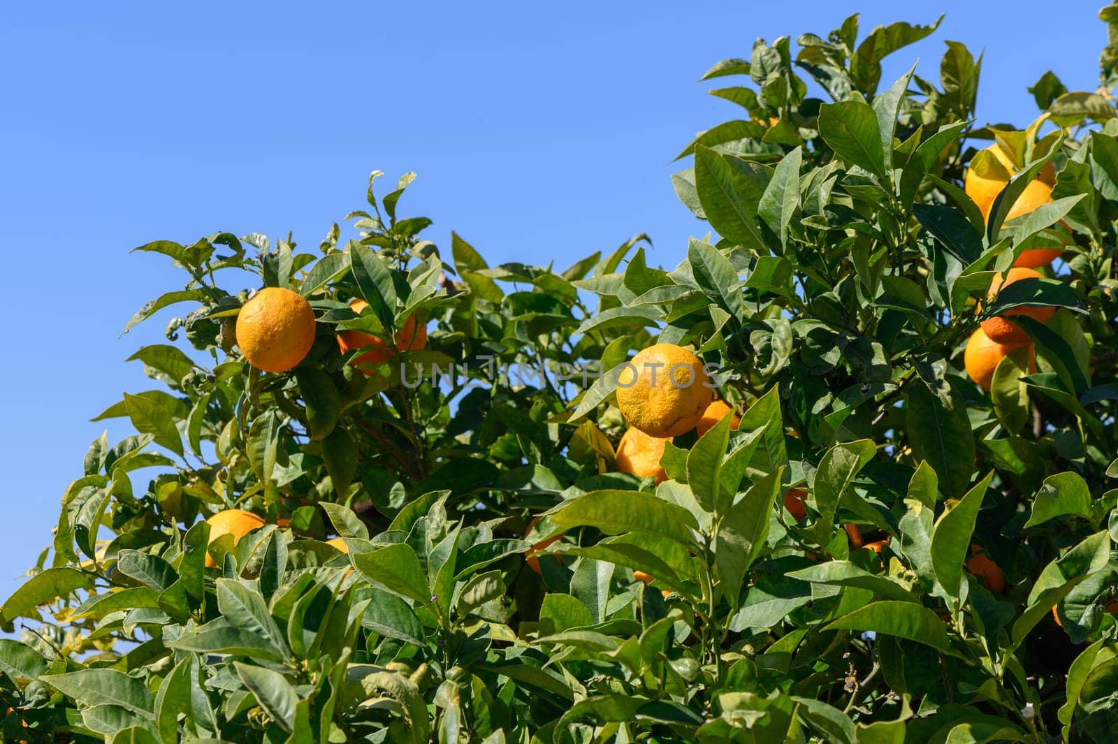 oranges in the garden in winter in Cyprus 1