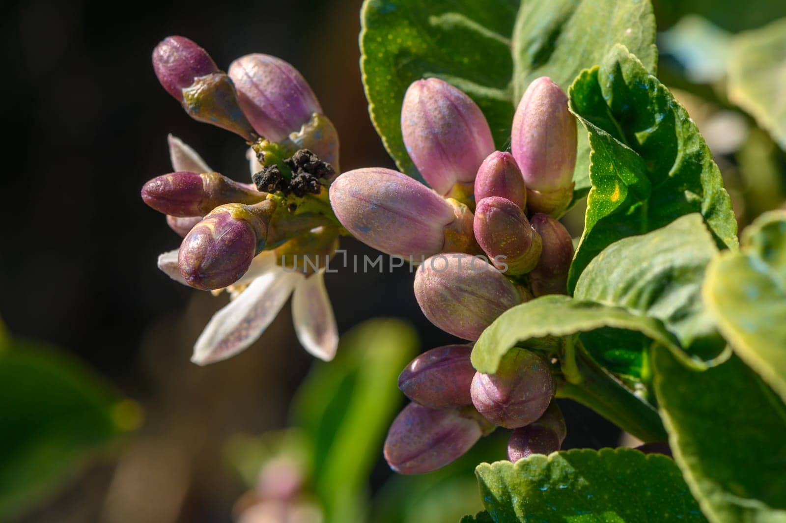 lemon; flowers, leaves and buds, Citrus lemon, Rutaceae 2