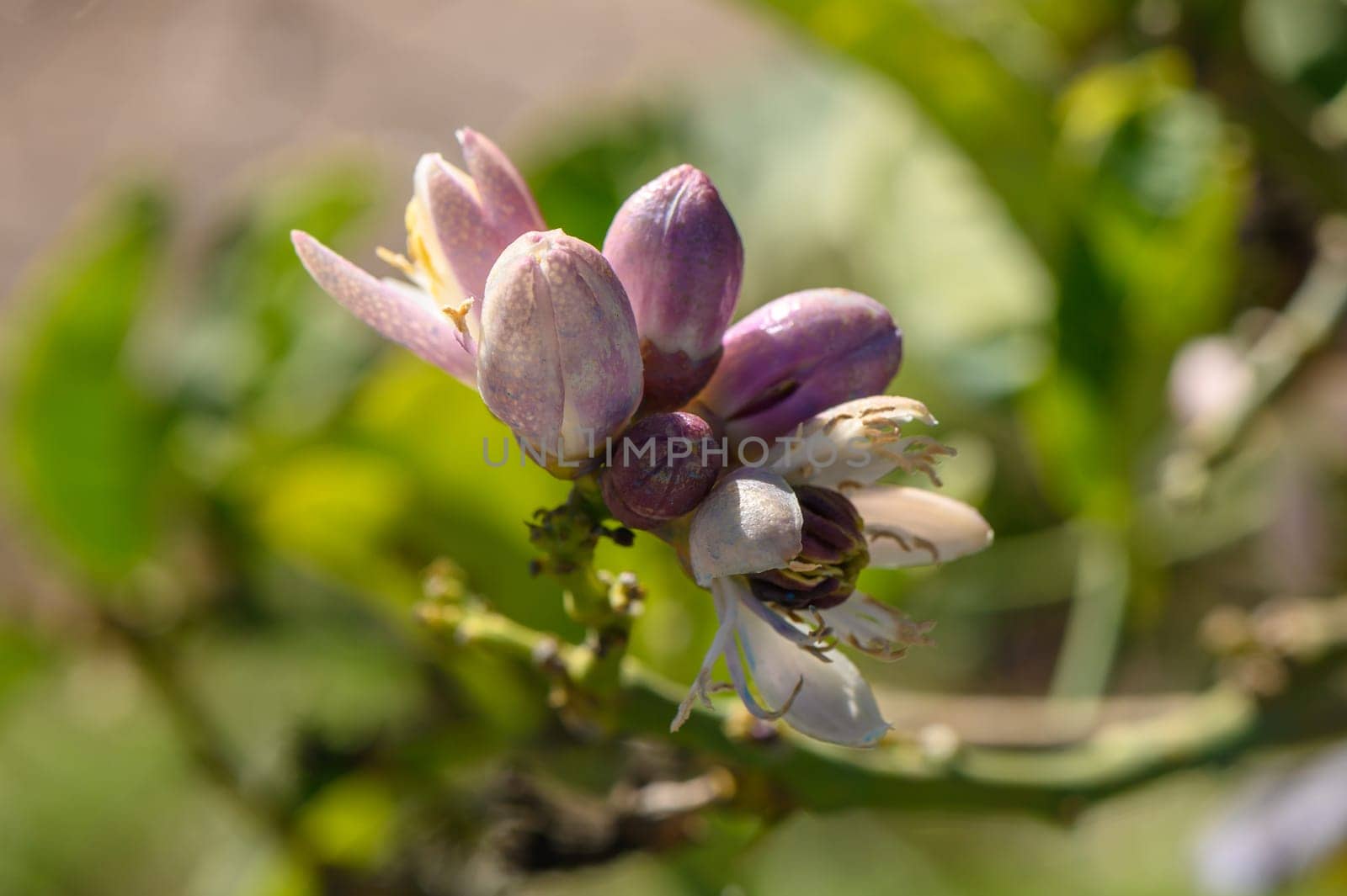 lemon; flowers, leaves and buds, Citrus lemon, Rutaceae