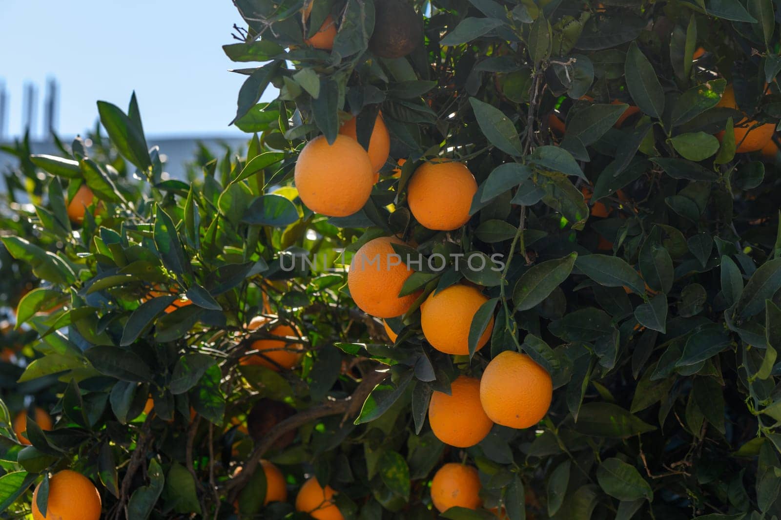 oranges in the garden in winter in Cyprus