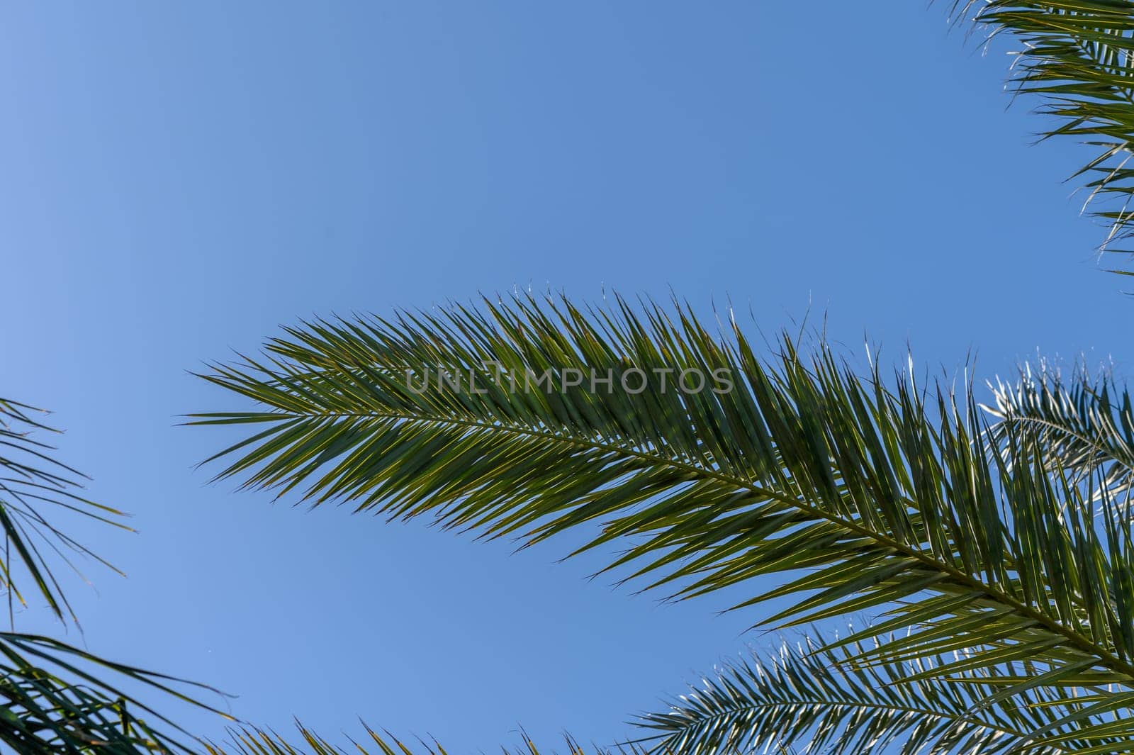 date palm leaves in winter in Cyprus