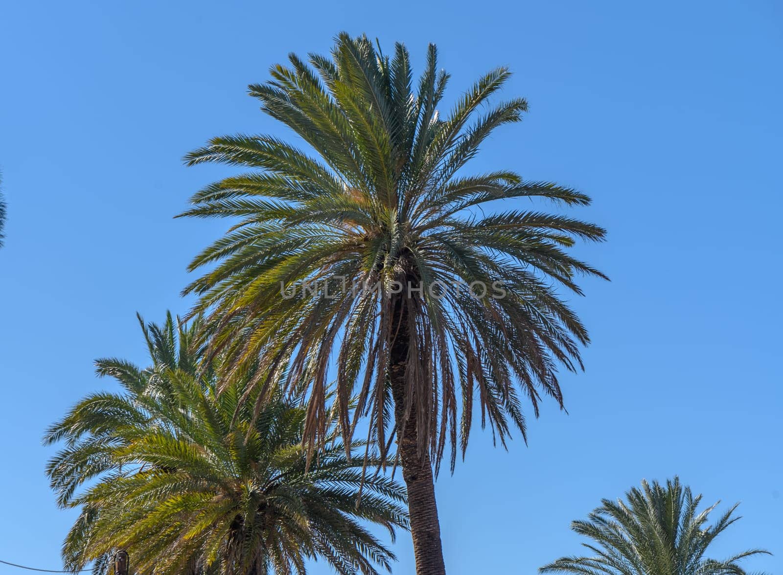 date palm against the sky in winter in Cyprus