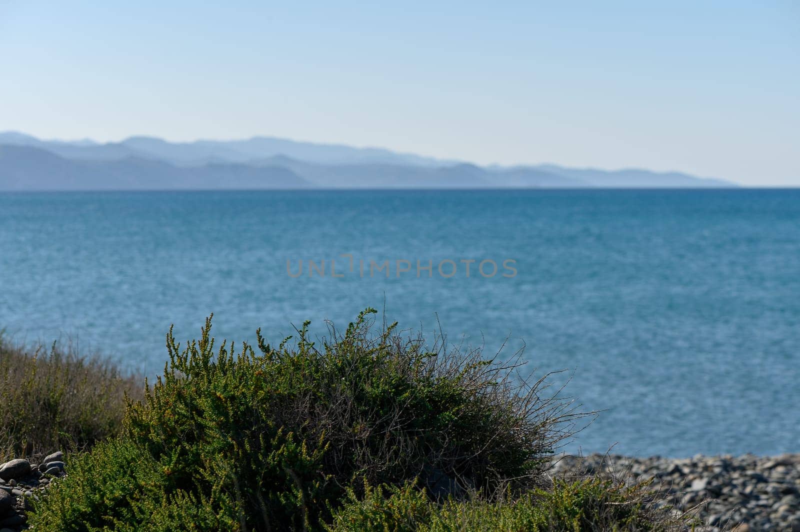 bush of grass on the seashore with a view of the mountains in winter in Cyprus 1