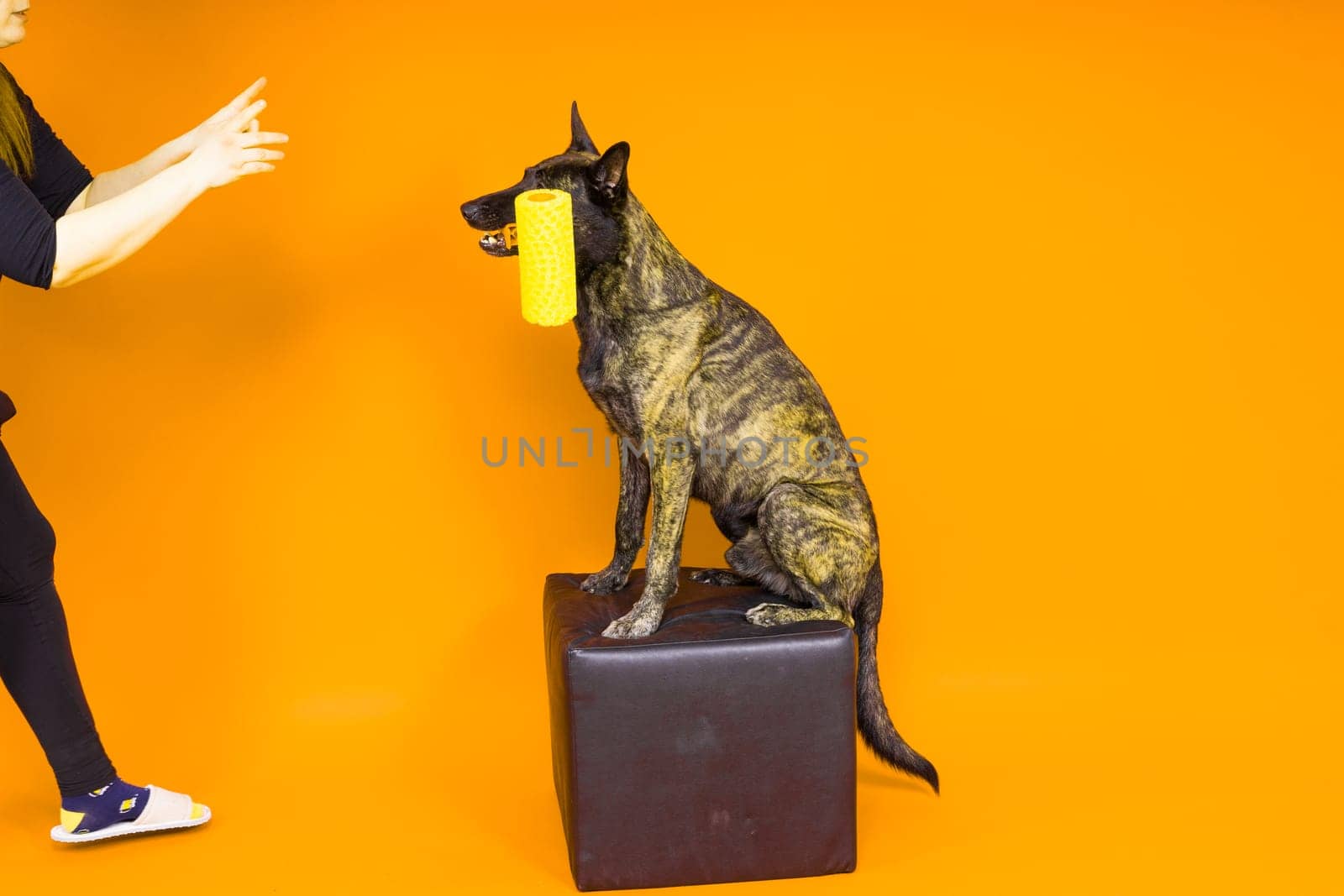 Dog dutch shepherd playing with paint roller in red room. Renovation concept by Zelenin