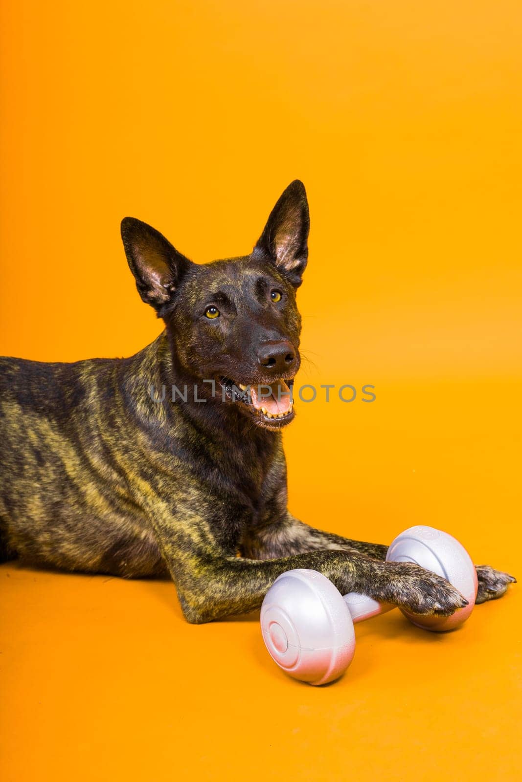 Dutch Shepherd holding dumbbell on a red and yellow background