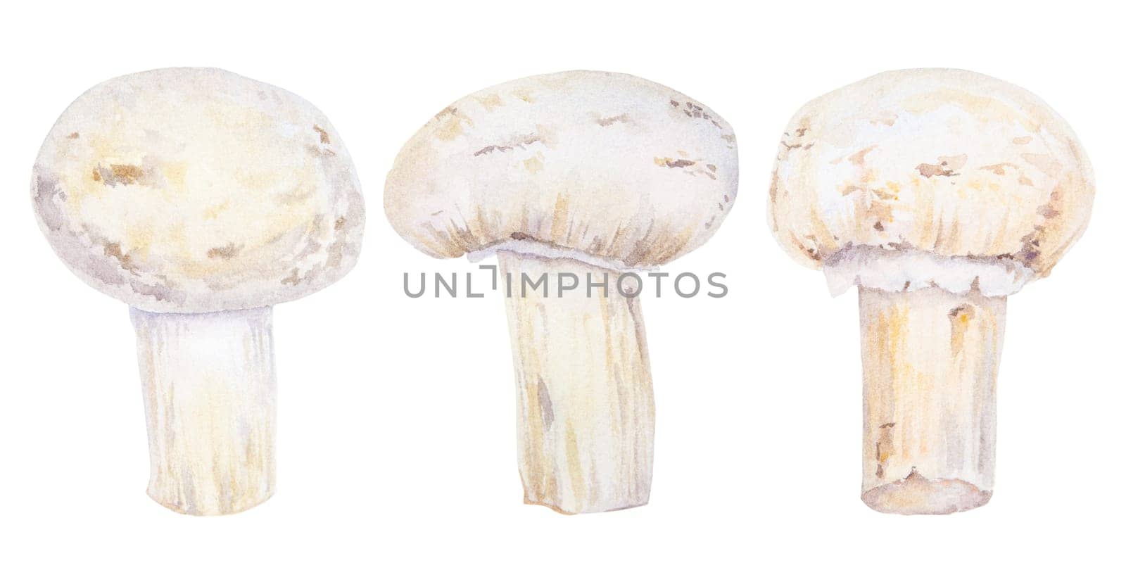 Campignon. Watercolor hand drawn illustration. Clip art, sketch of fungi for cafe, restaurant menu, cooking book, lable, packing of fresh goods, vegan products, vegetable shops, mushroom farms.