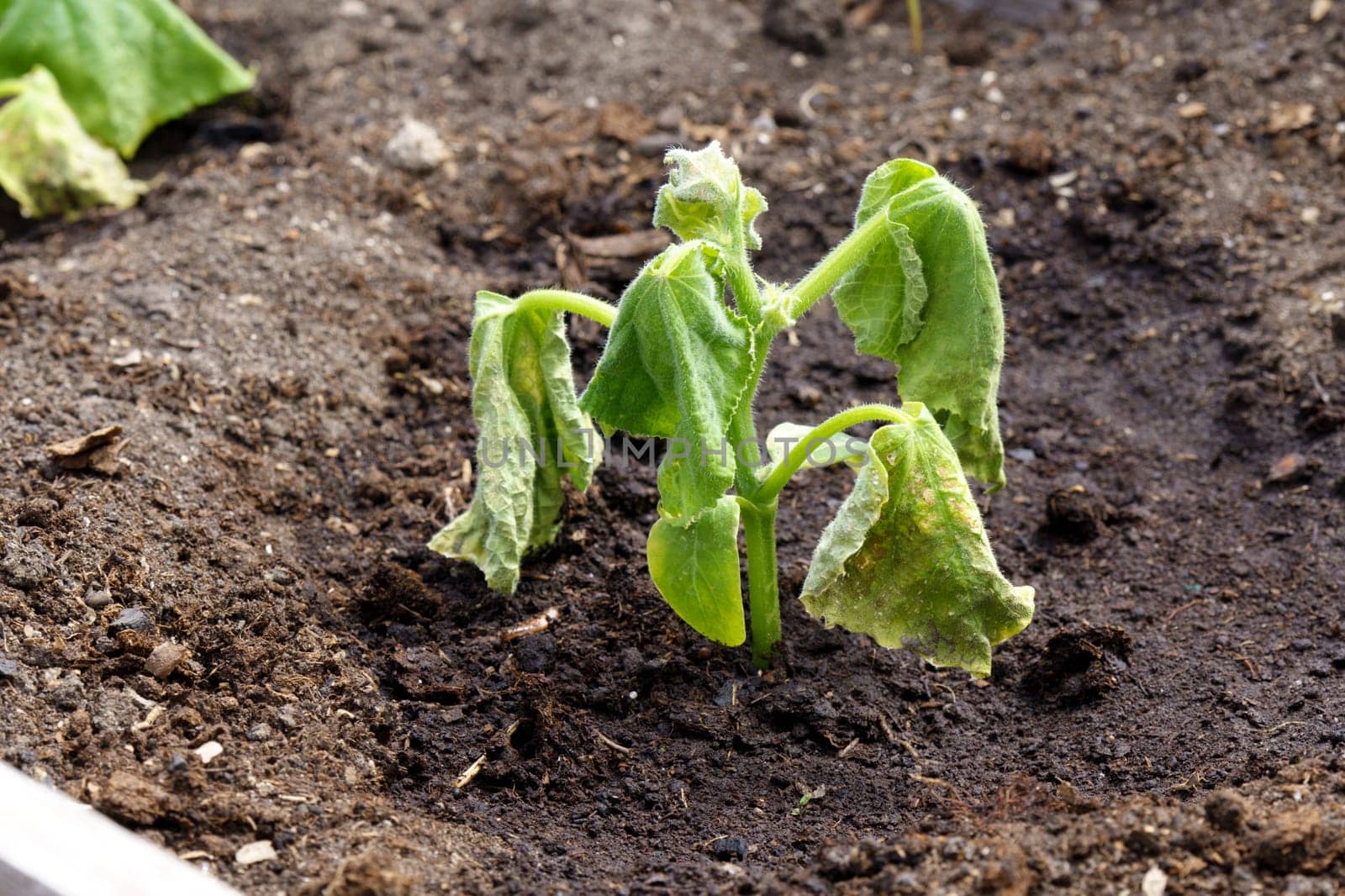 Spoiled cucumber, dry season. Ecological threat in agriculture. Spoiled food. Selective focus by darksoul72