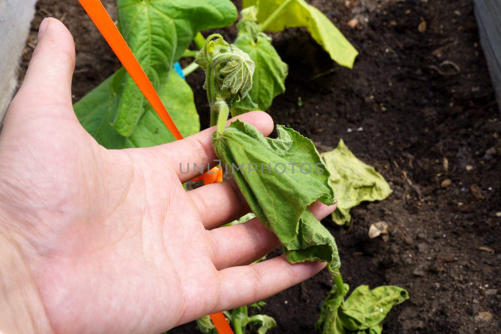 Spoiled cucumber, dry season. Ecological threat in agriculture. Spoiled food. Selective focus