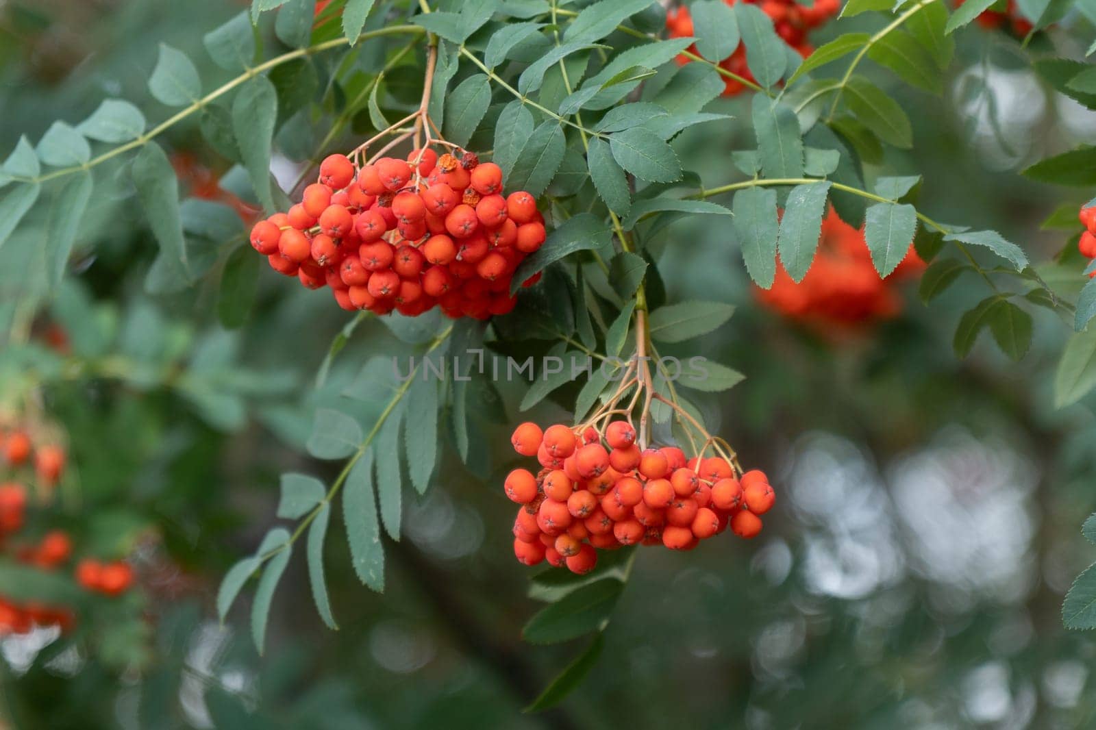 Red rowan berries, several nearby red rowan tree. Close up