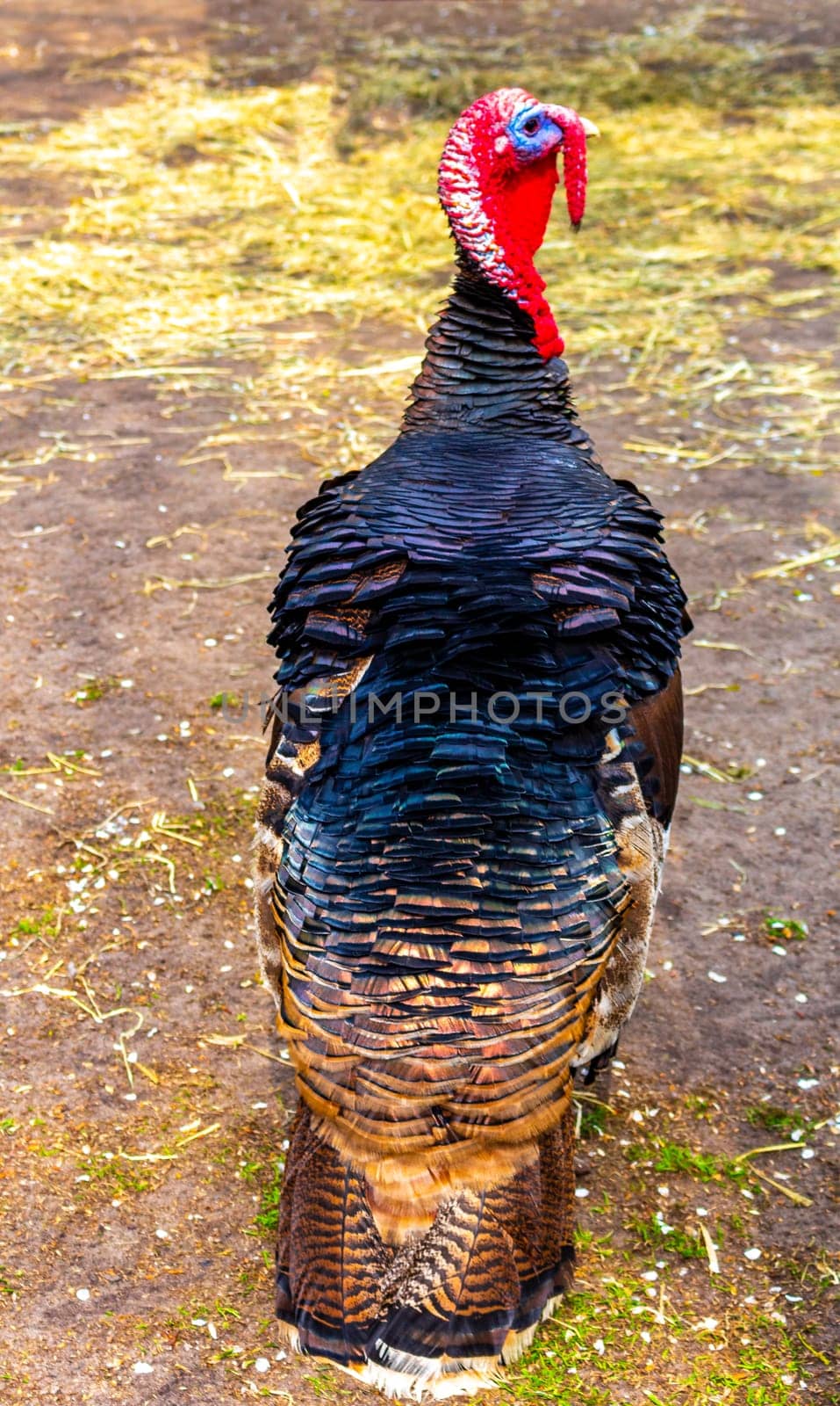 Turkey bird with red and blue head in Lisse Netherlands. by Arkadij