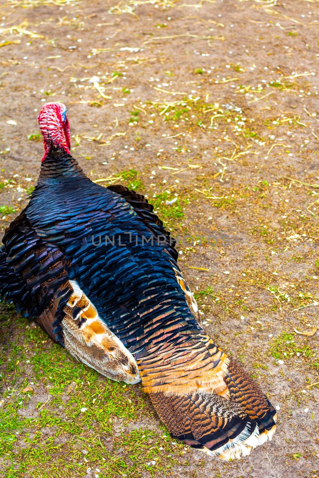 Turkey bird with red and blue head in Lisse Netherlands. by Arkadij