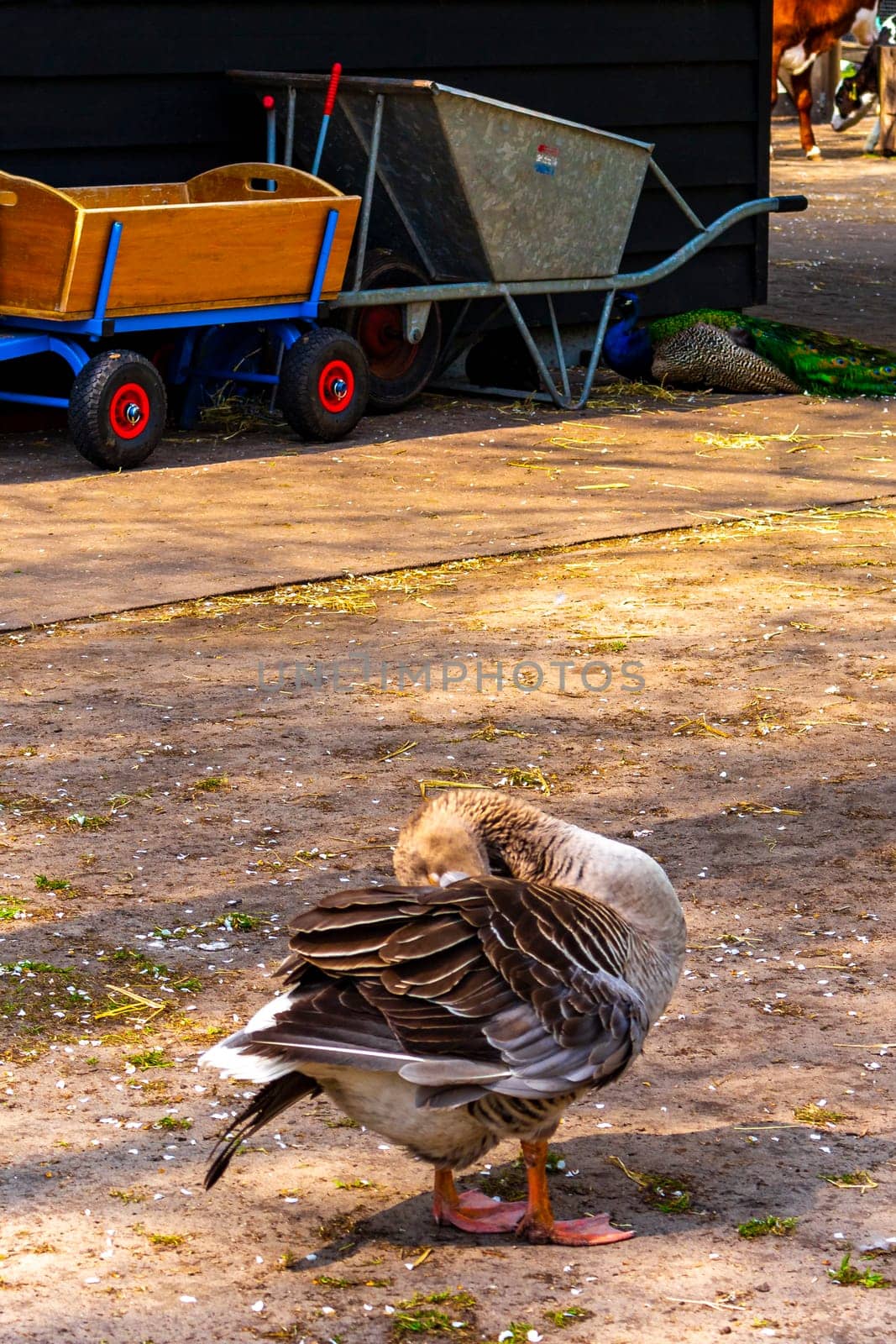 Gray geese in the zoo in Lisse Netherlands. by Arkadij