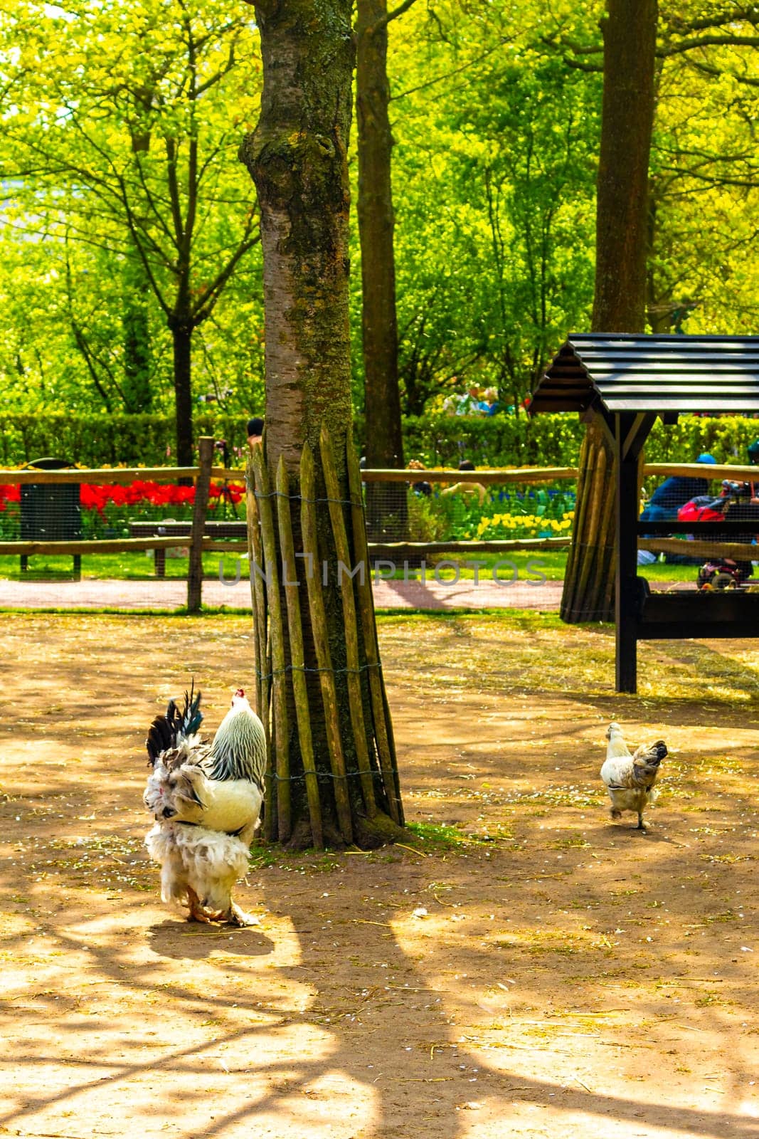 Cows Calves Chickens and turkeys in the zoo Lisse Netherlands. by Arkadij