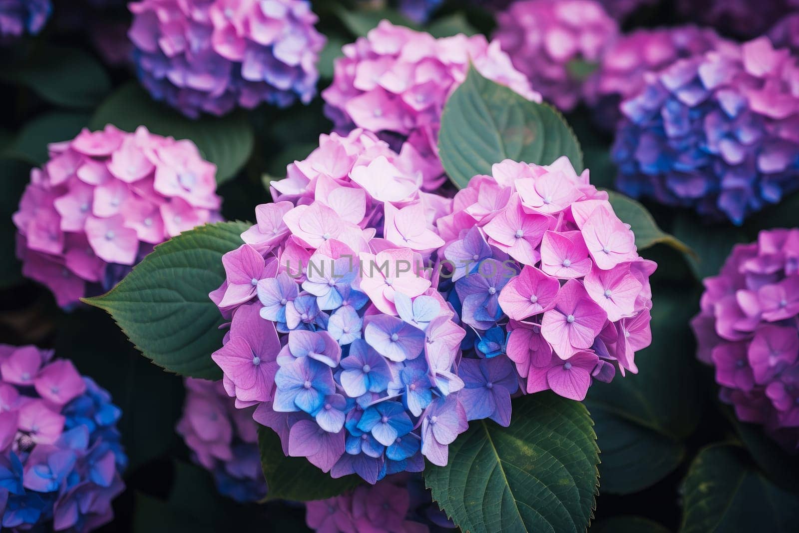 Picturesque Hydrangea bush summer. Generate Ai by ylivdesign