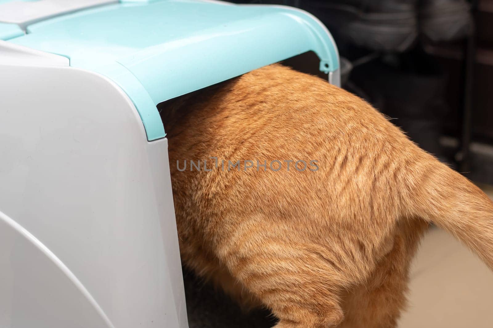 Ginger cat enters a closed litter box close up