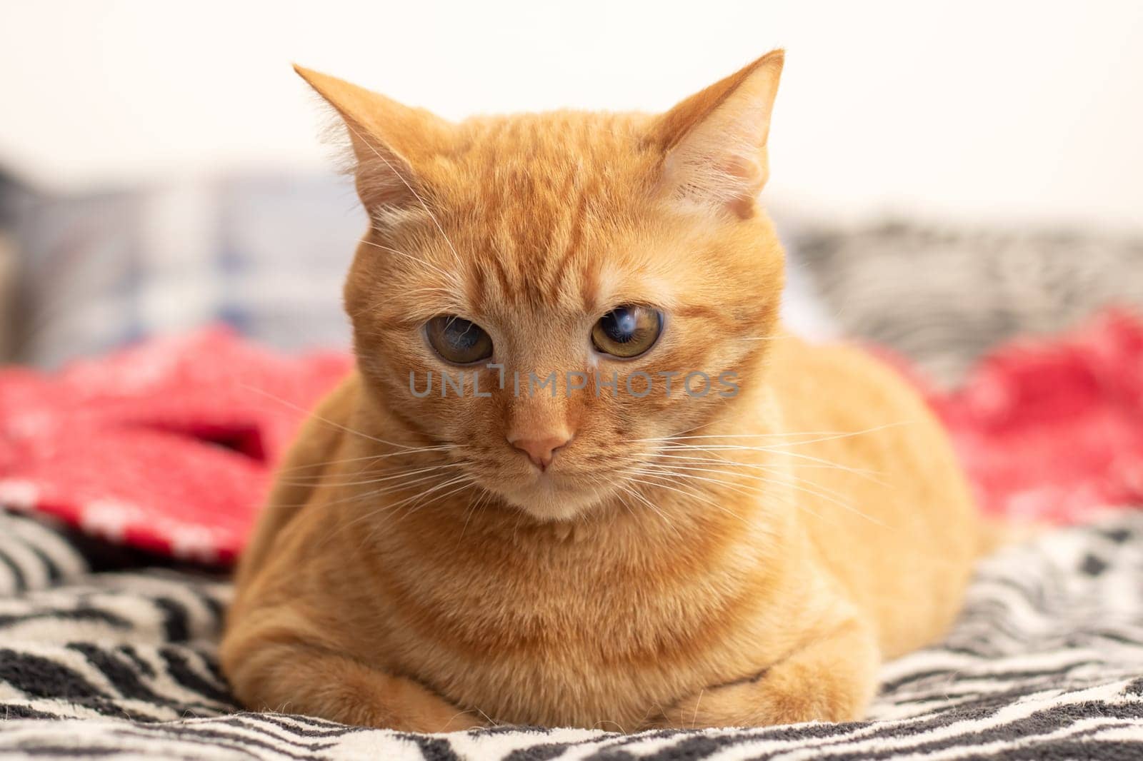 Cute ginger cat lying on the bed by Vera1703