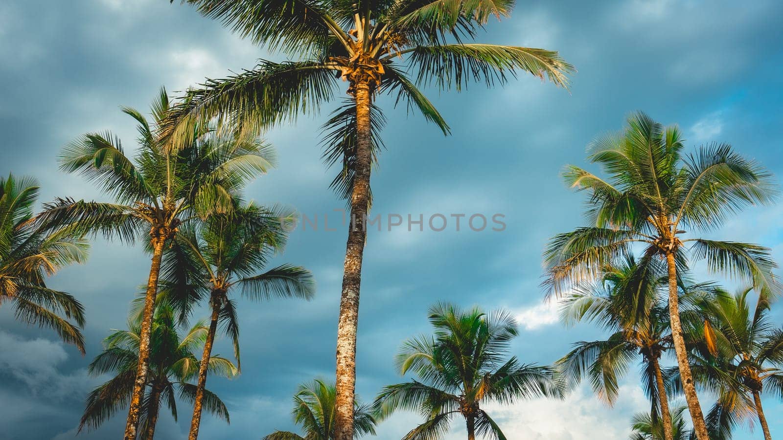 Palmtrees with a cloudy sky in the background. Bertioga, São Paulo, Brazil.
