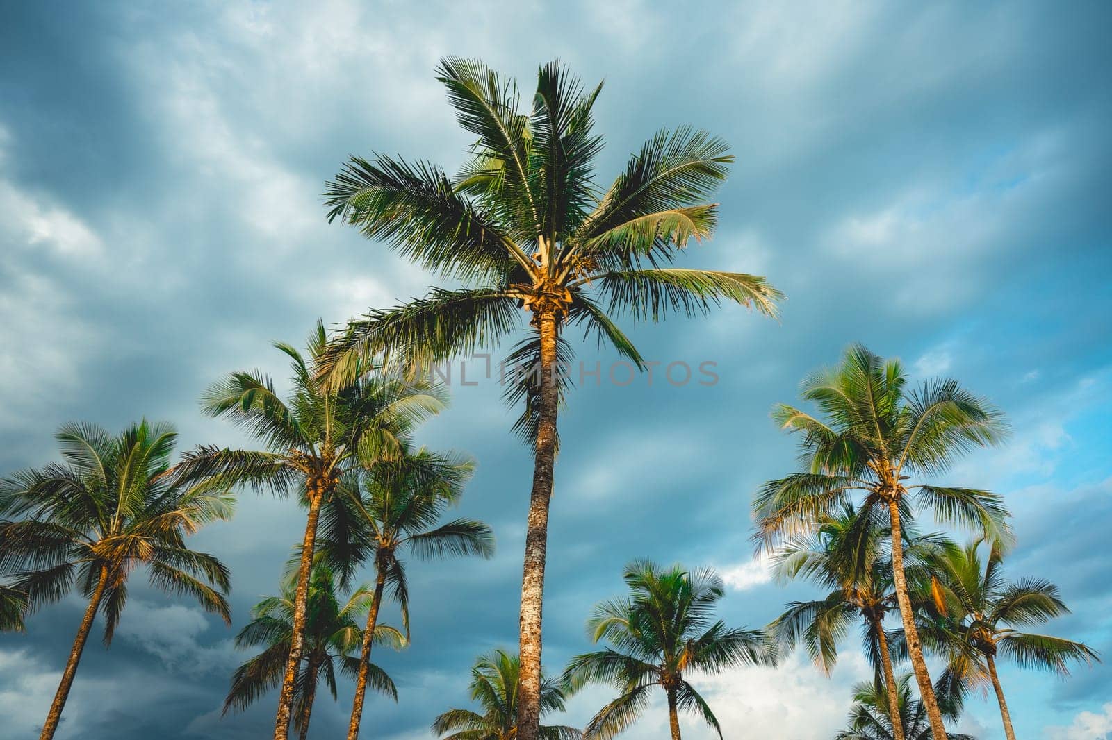Palmtrees with a cloudy sky in the background. Bertioga, São Paulo, Brazil.