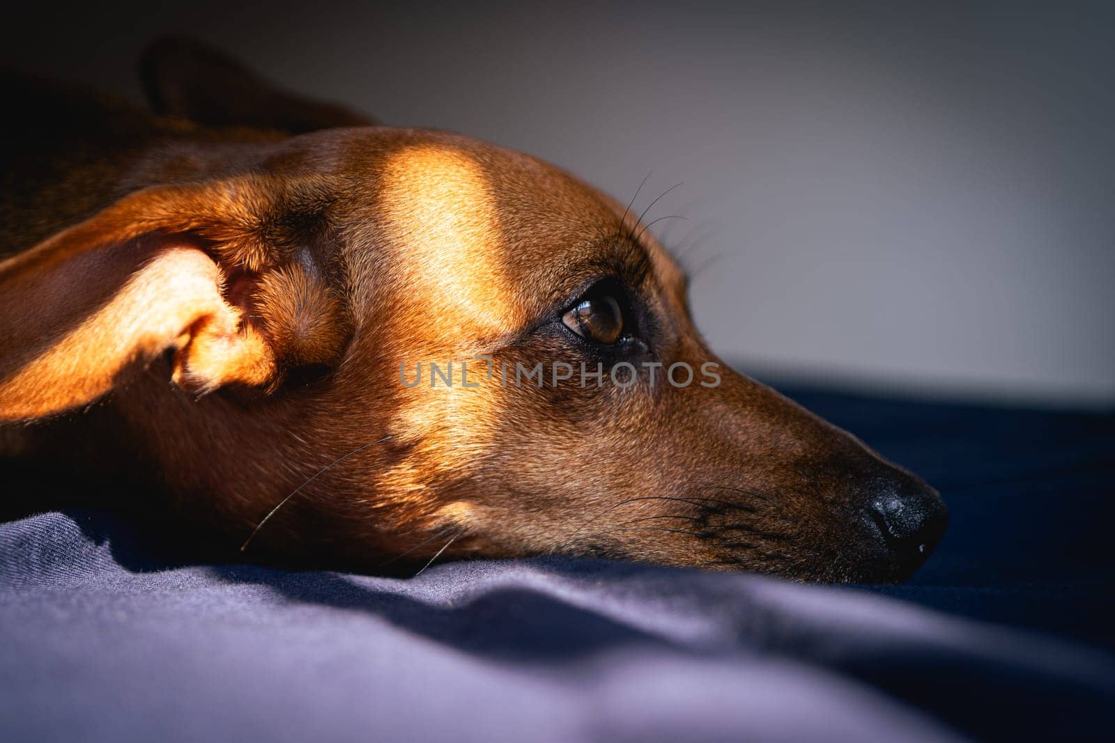 Brown little dog enjoys the sunlight.