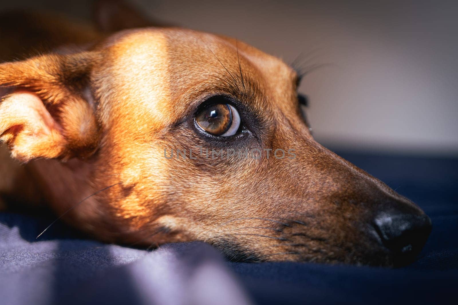 Brown little dog enjoys the sunlight.