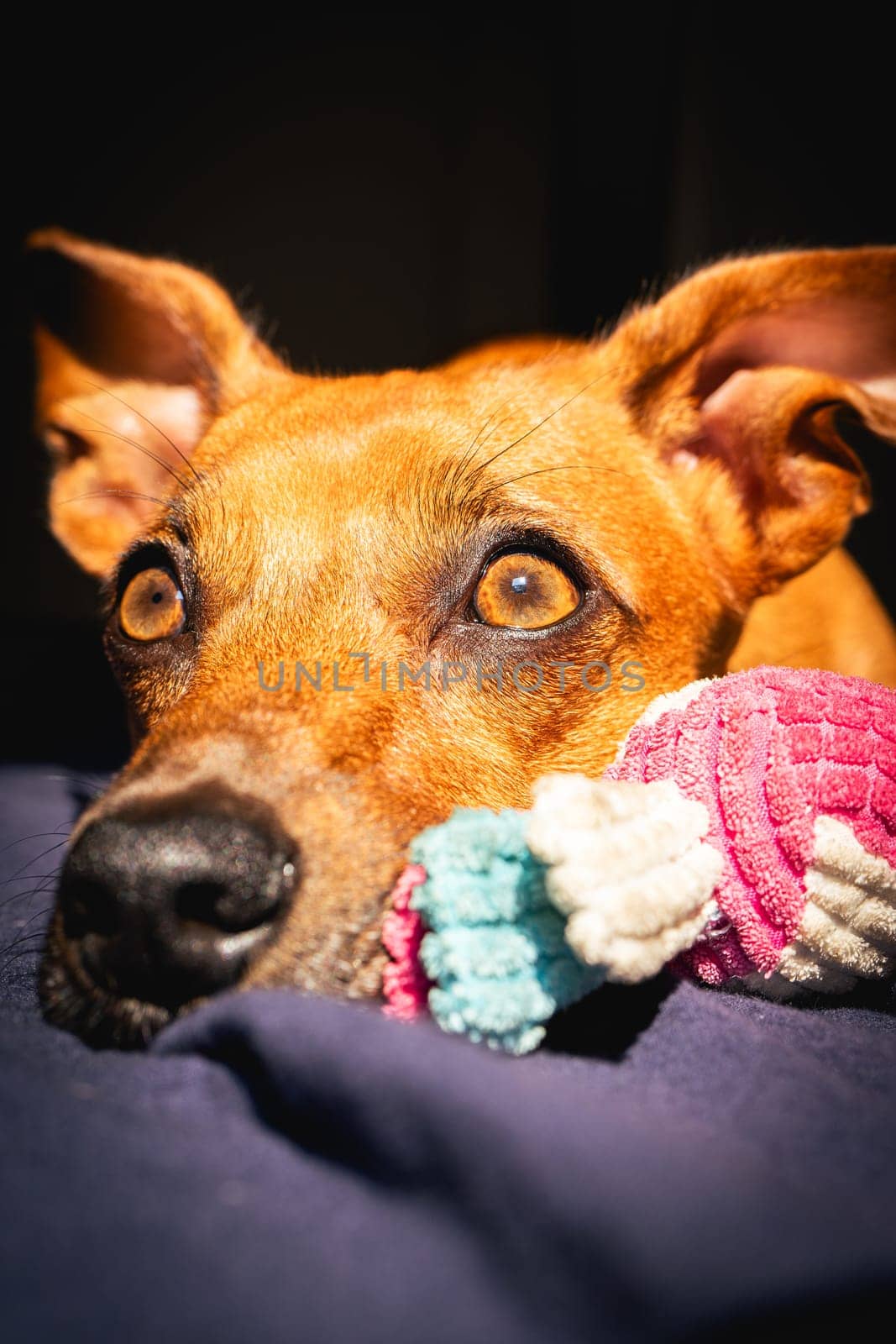 Little brown dog enjoys the sun with her toy