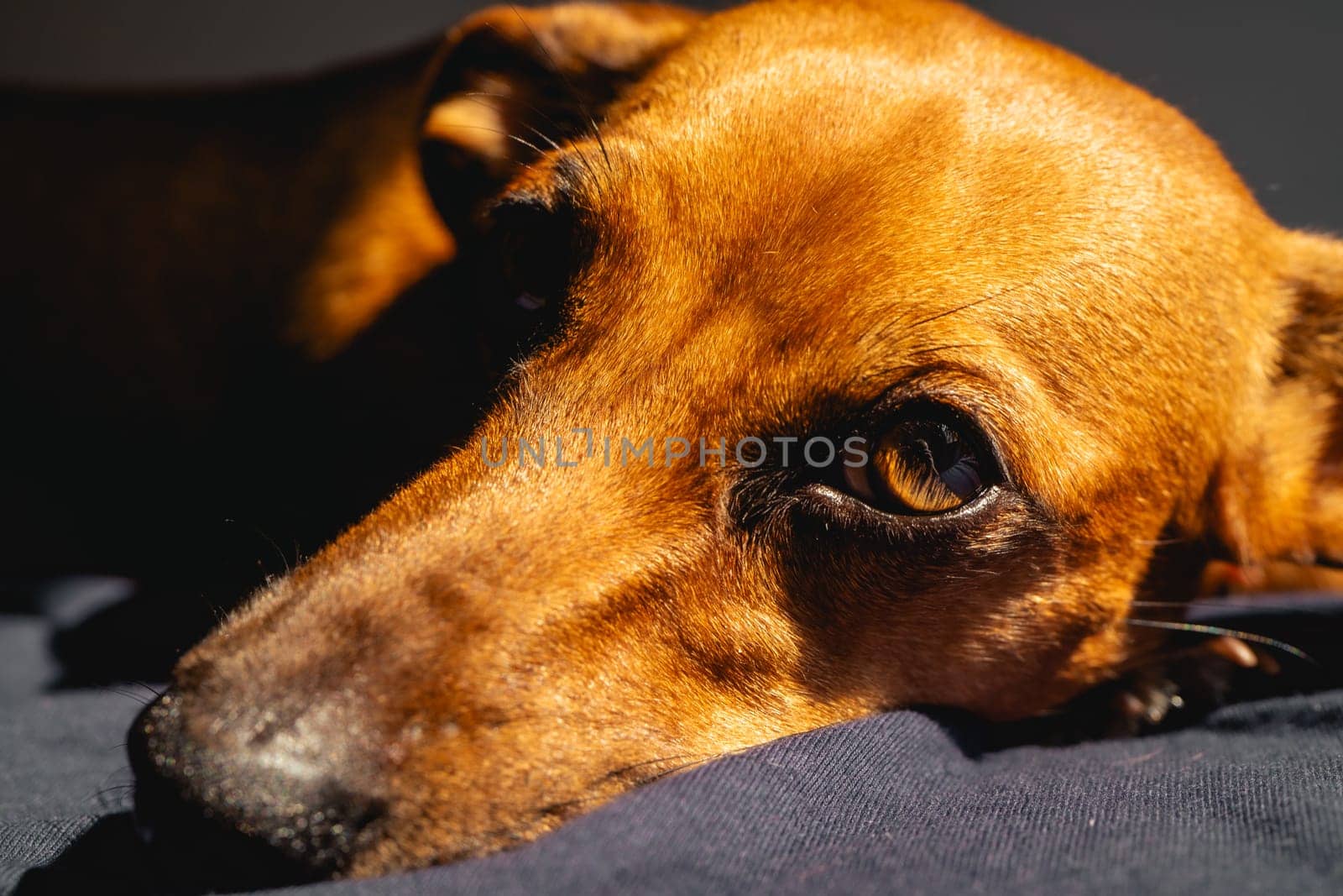 Brown little dog enjoys the sunlight.