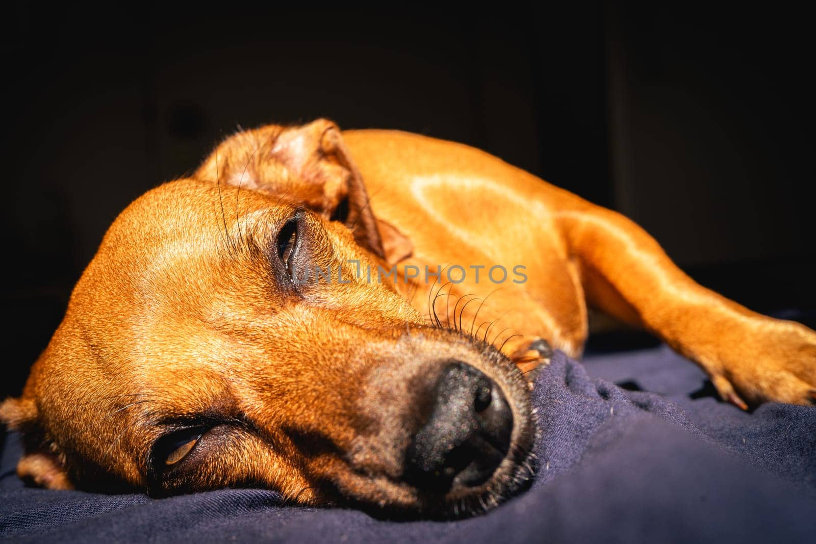 Brown little dog enjoys the sunlight.