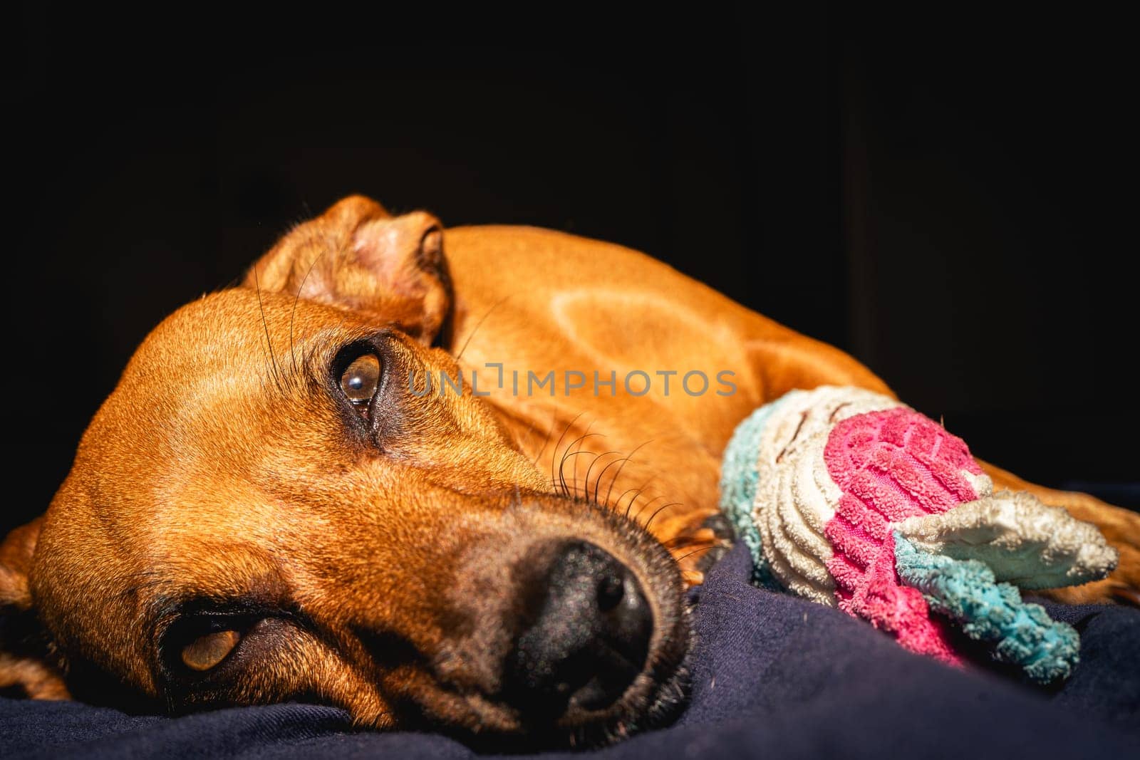 Little brown dog enjoys the sun with her toy