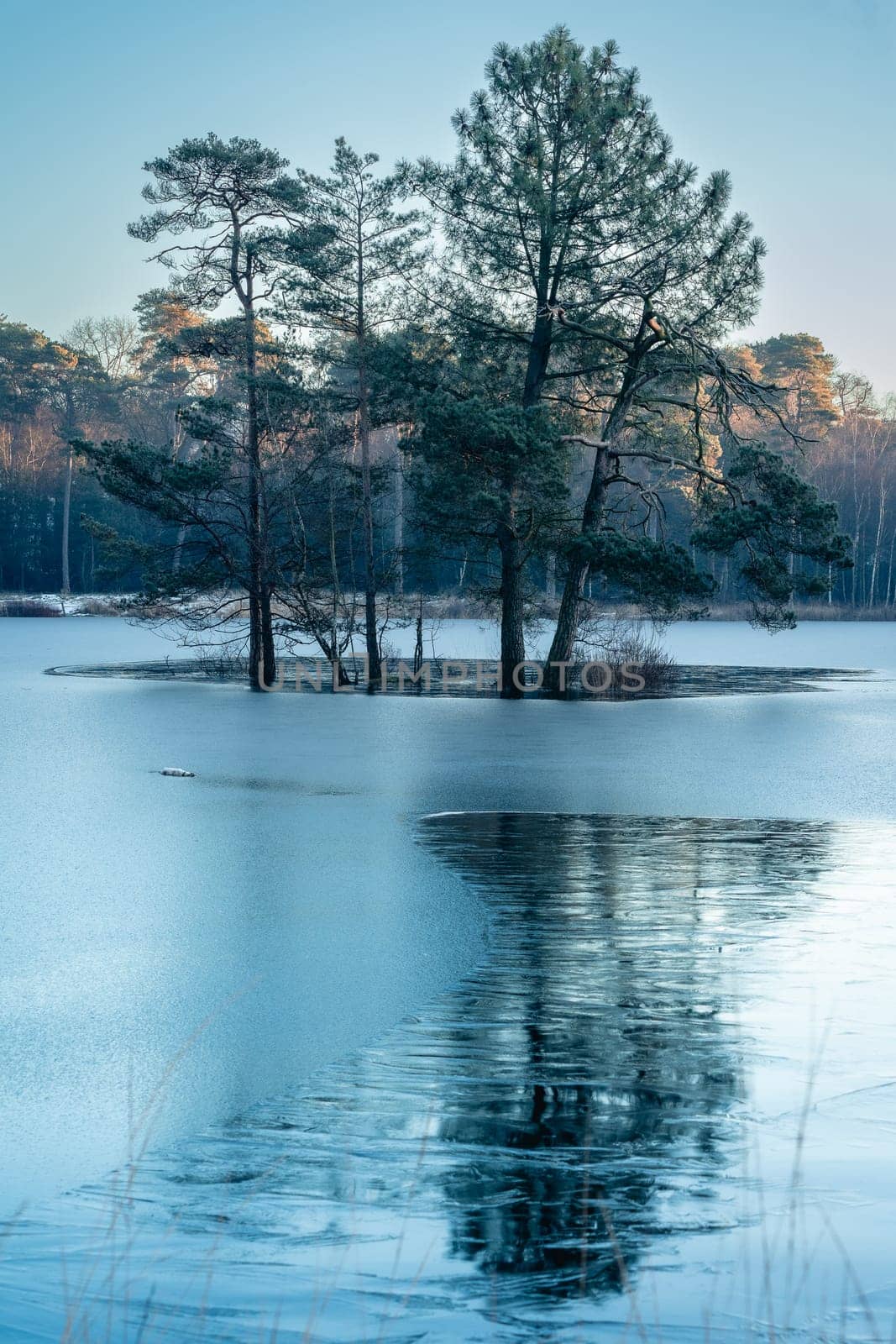 Trees on the islands in the dutch forest, Oisterwijk, The Netherlands.