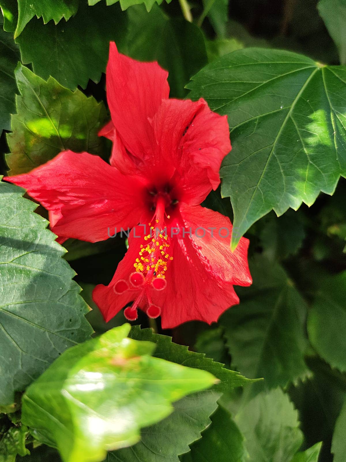 red hibiscus flower close up in sunlight.