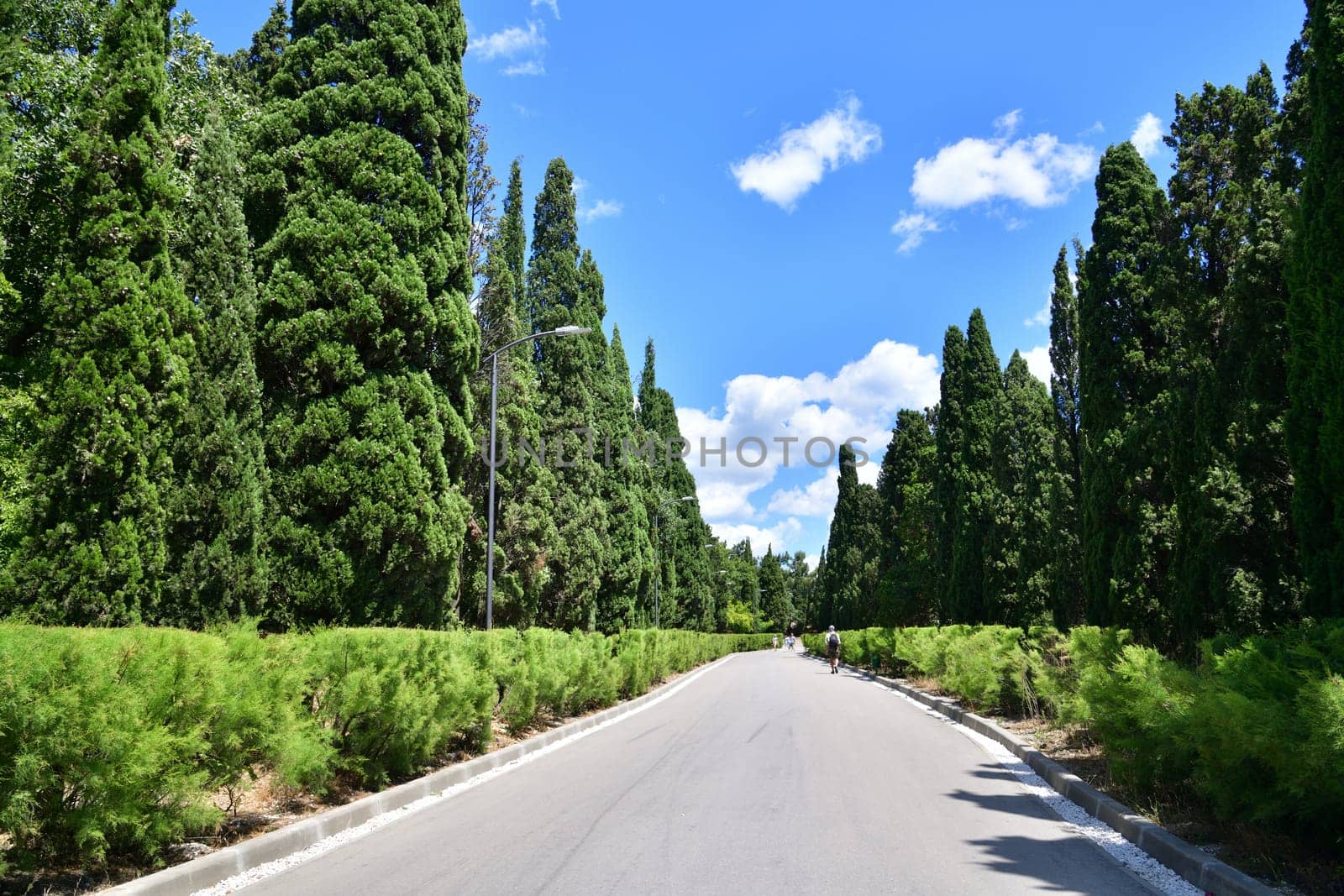 Cypress alley in Foros Park in Crimea by olgavolodina