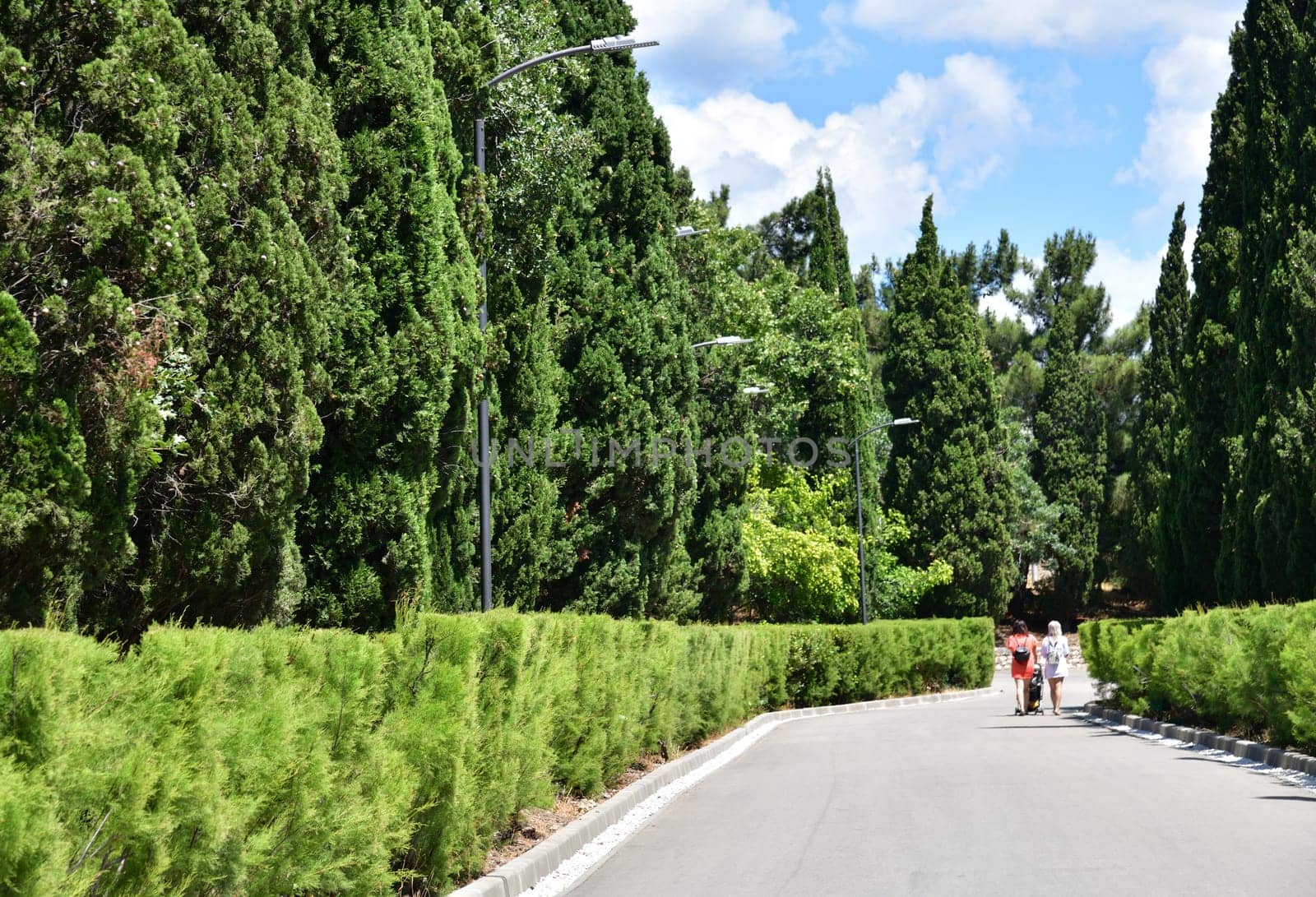 Cypress alley in Foros Park in Crimea