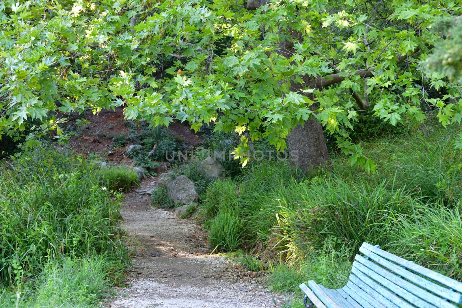 Landscape with Norway maple, old bench and the path