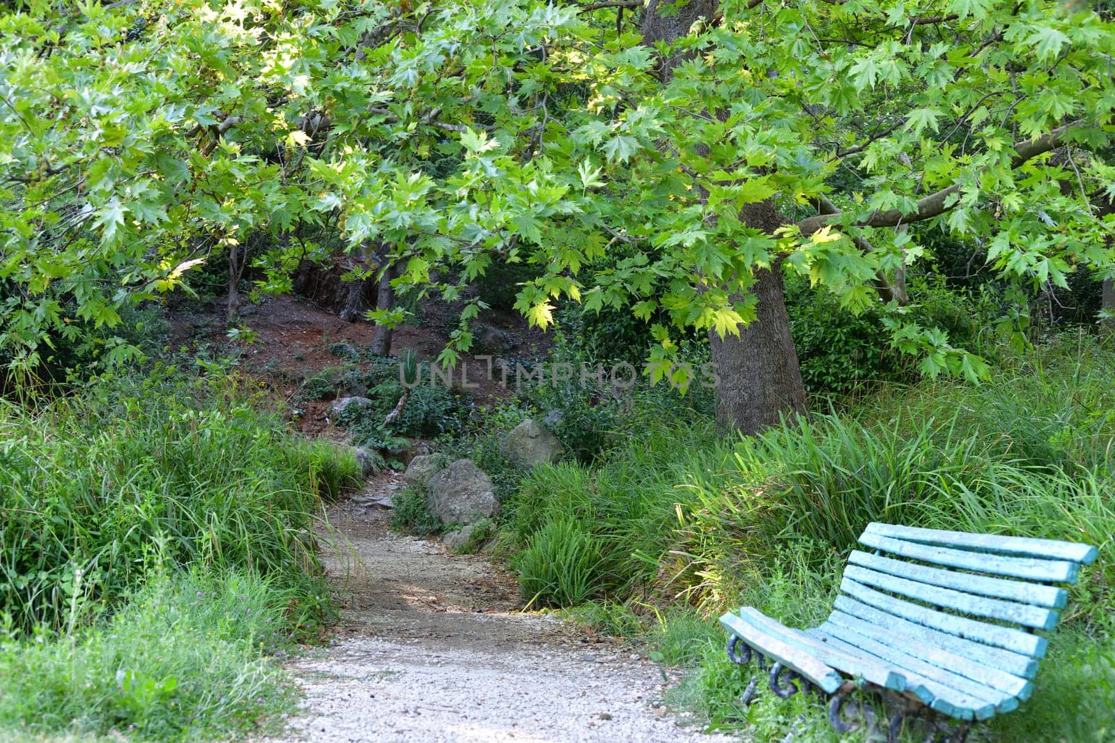Landscape with Norway maple, old bench and path by olgavolodina