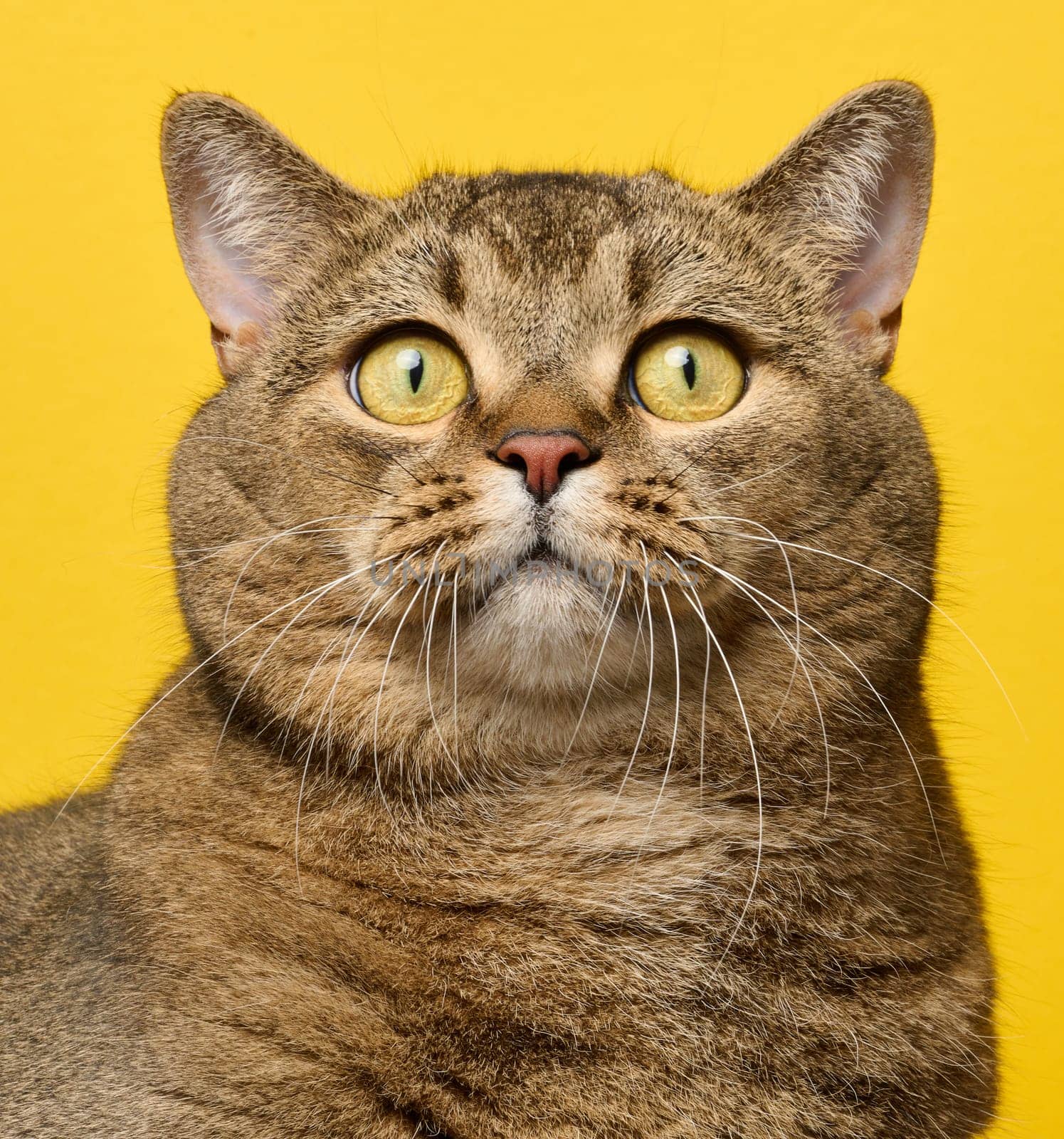 A cute adult straight-eared Scottish breed gray cat on a yellow background, portrait