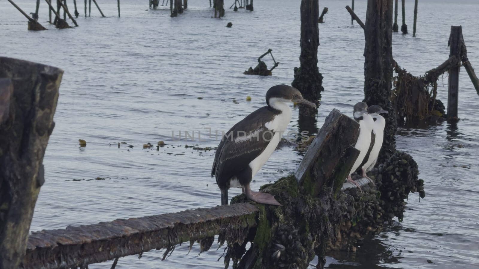Three emperor cormorants on a decaying pier, one pecking at the wood.