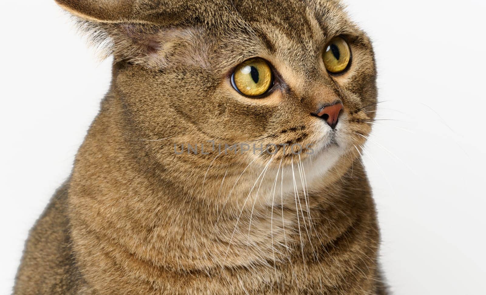 An adult gray cat sits on a white background, a funny face