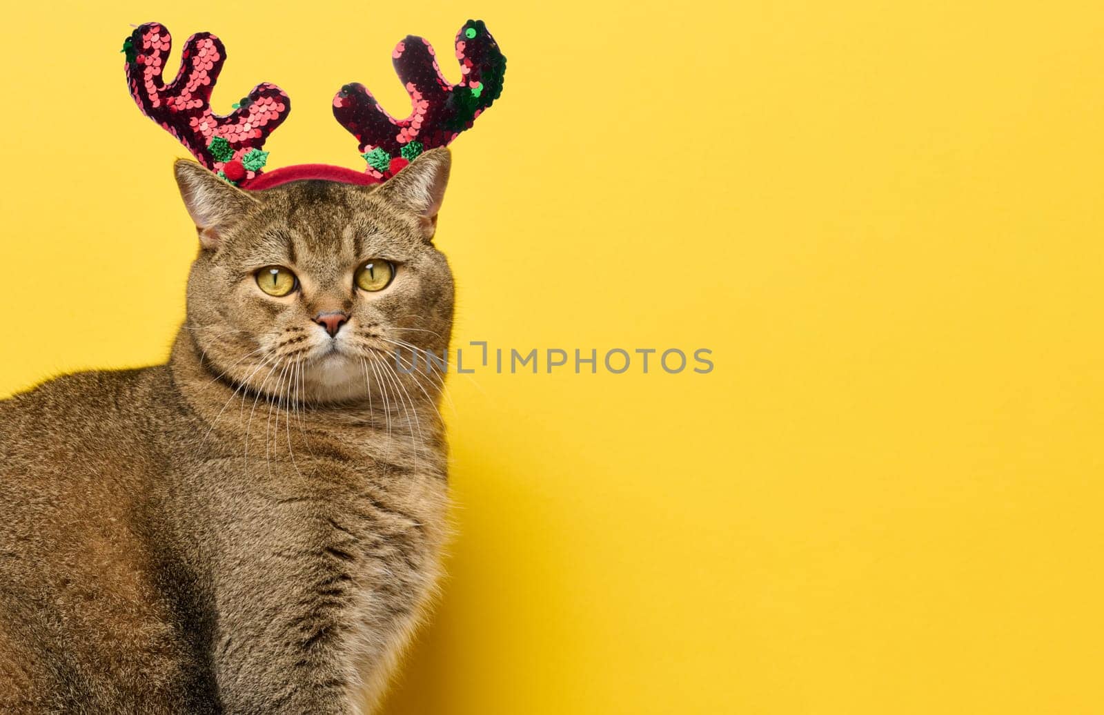 An adult gray cat sits on a yellow background, with a circlet of deer antlers on its head. Christmas background, copy space
