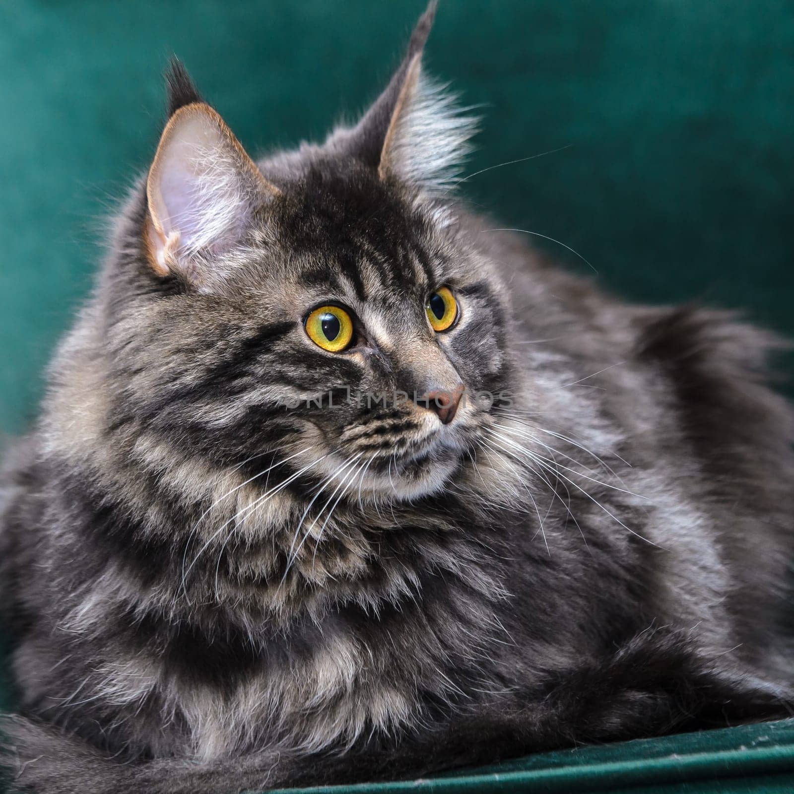 beautiful Maine Coon lies in a green chair