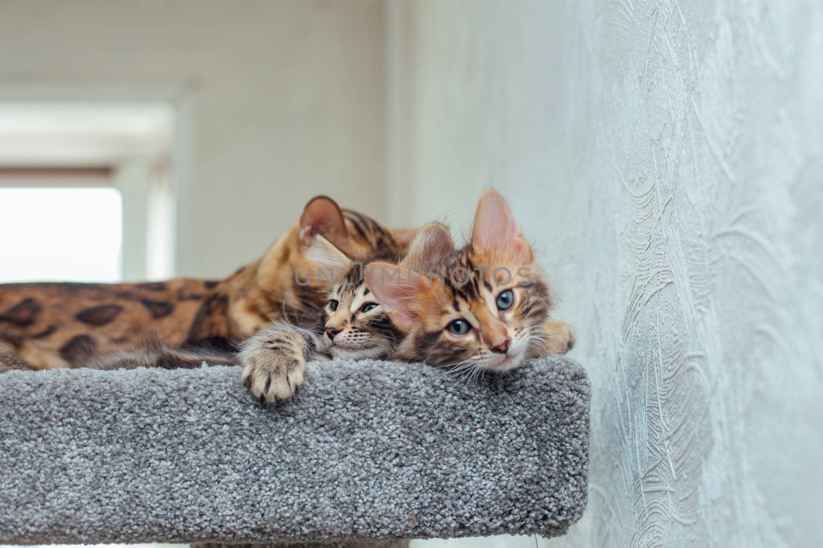 Young cute bengal kitten laying on a soft cat's shelf of a cat's house. by Smile19